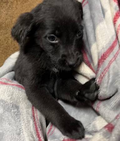 Rescue litter lab/shepherd puppies and mini Aussie/heelers