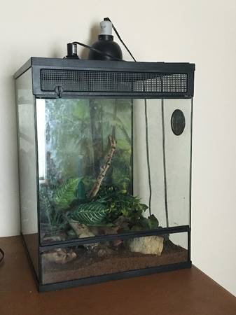 Gecko/lizard habitat