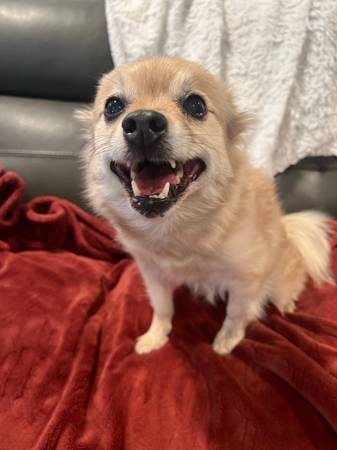 Pomeranian senior dog needs new forever home