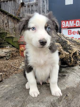 Australian shepherd puppy