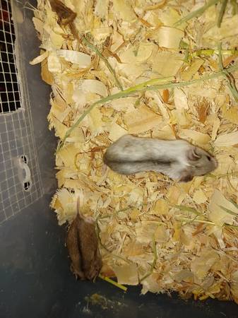 Baby chinese dwarf hamsters