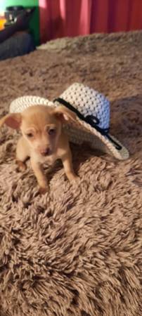 Male chihuahua puppy