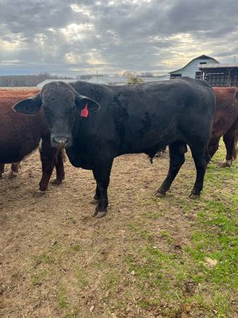 2yr old Brangus Bulls