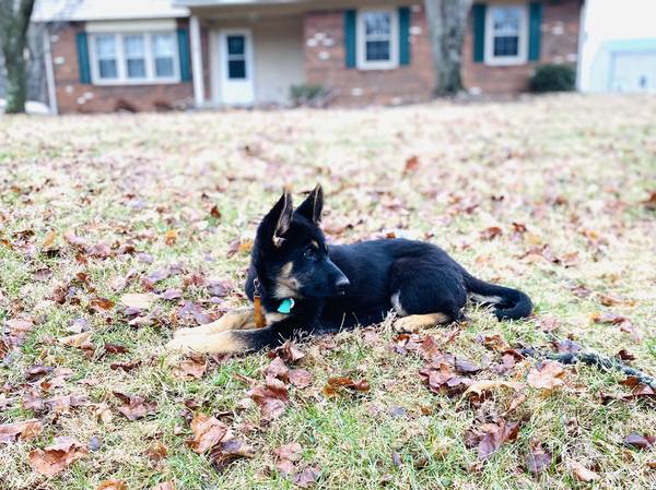 AKC Female GSD Puppy German Working Line – $1200