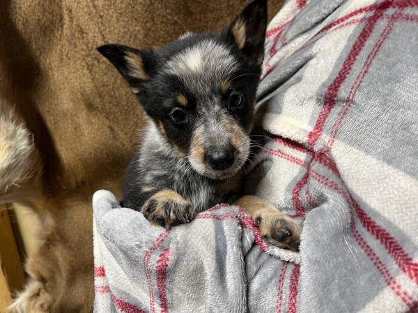 Rescue litters. Lab/shepherd and mini Aussie/heeler