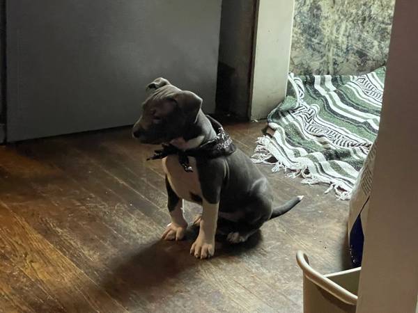 Grey Female Pitt (Tuxedo Fur Pattern)