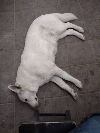 Rehoming a White German Shepherd