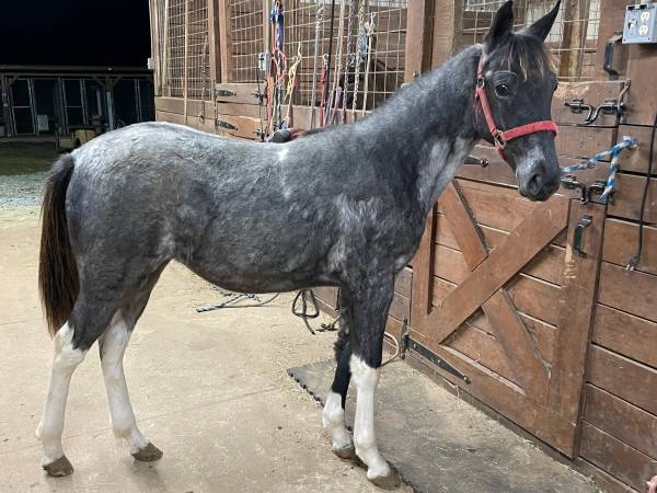 Blue Roan and White registered Tennessee Walking horse