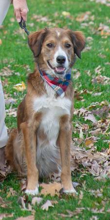 Dog lost – collie/hound mix.