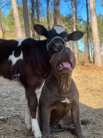 American XL Bully Pups