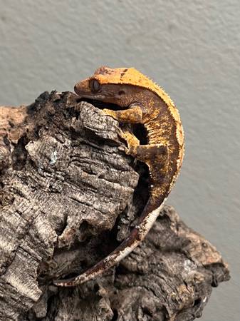 High End Hatchling Crested Geckos