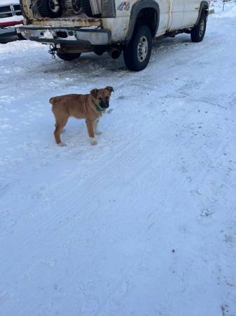 Rehoming German Shepherd/Red Heeler Puppies