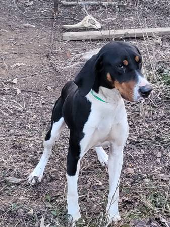 Treeing walker coonhound