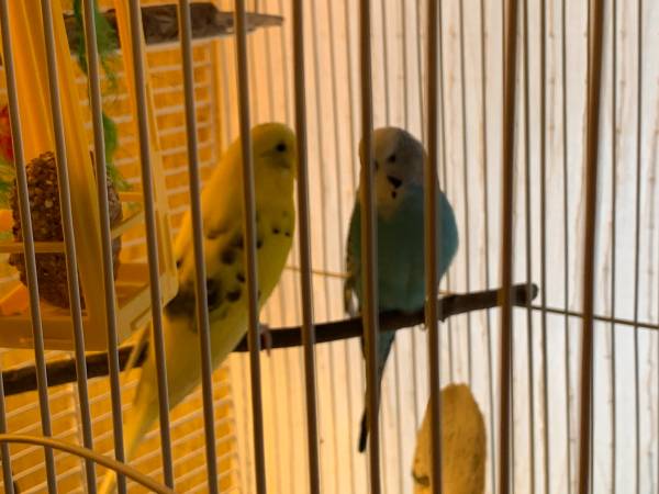 Looking for a bird lover to take in 2 budgies