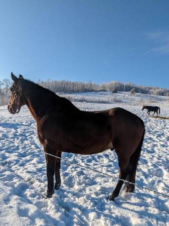 ***Volunteers needed in rescue/rehab horse program