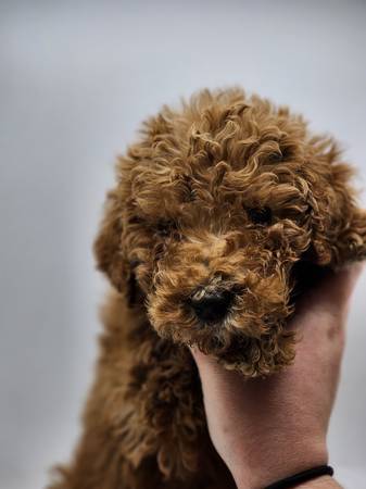 Akc small standard poodles