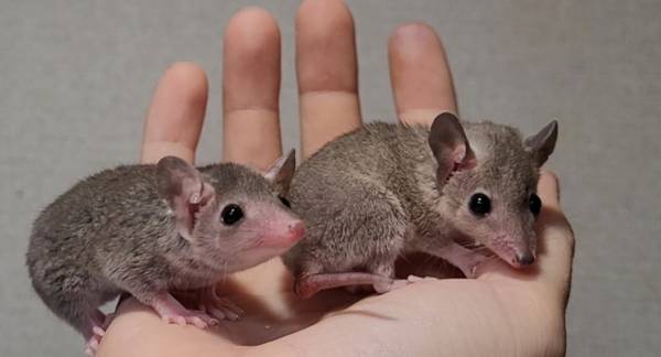 Mini Opossum babies