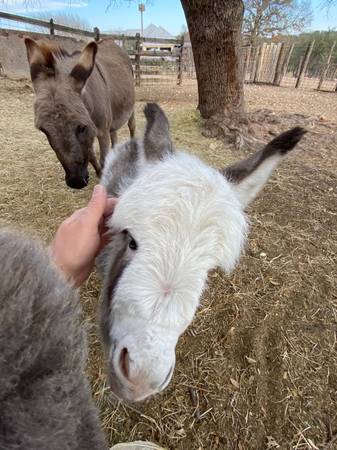 Baby Miniature Donkey Female