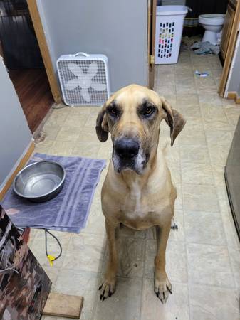 Great dane looking for a new home