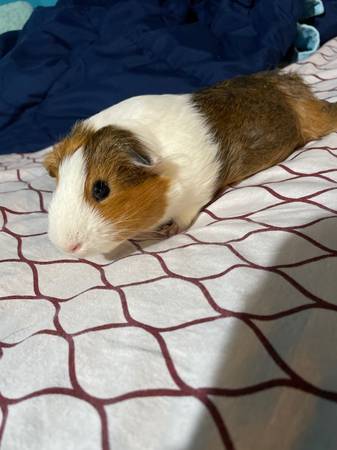 Guinea Pigs