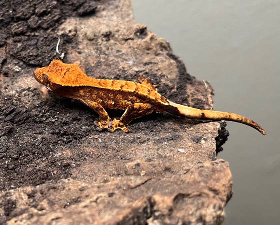 High End Hatchling Crested Geckos