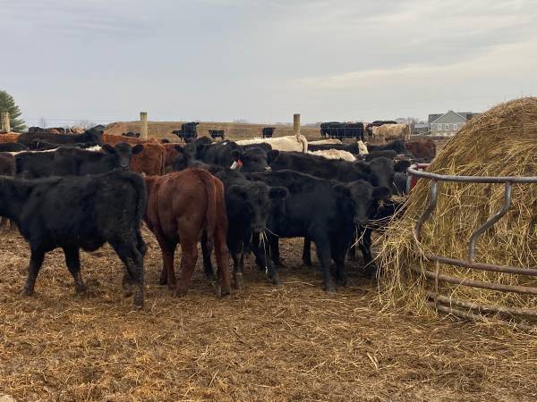 125 heifers