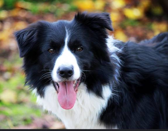 Border collie Stud service