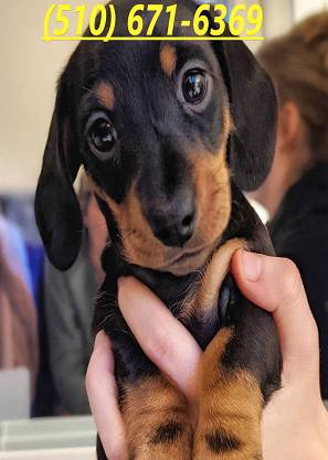 baby silky dachshund dog