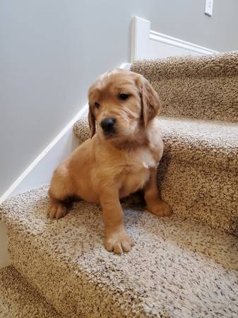 Irish Golden puppy