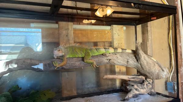 Reptile Rescue & taking unwanted reptiles