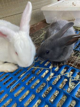 American Blue & White Rabbits