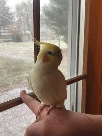 Cockatiel Parrot