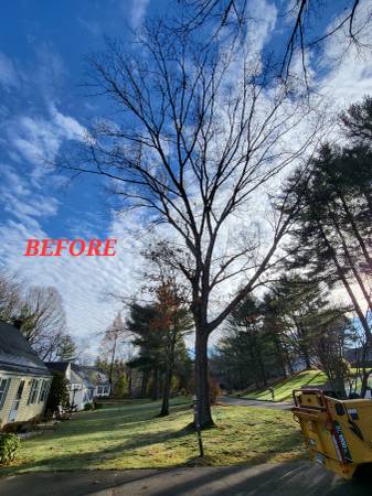 Tree Removal & Trimming Services/ Fall leaf Clean up