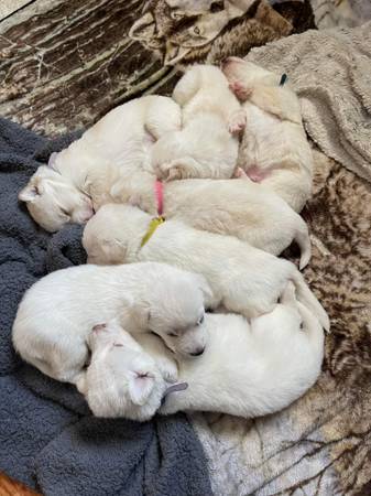 Lab/husky/German mix puppies