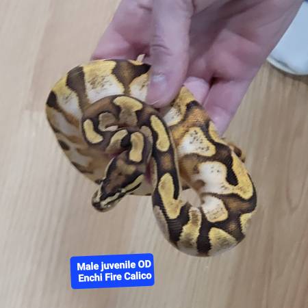 3 ball pythons for rehome