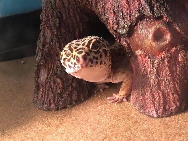 Leopard gecko