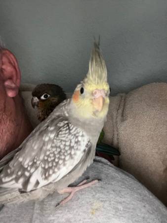 Baby Cockatiels and Lovebirds