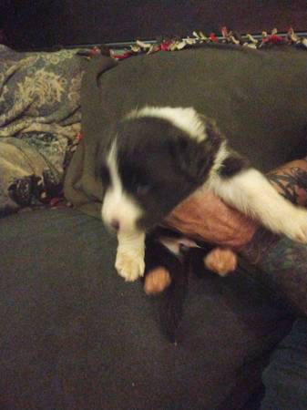 Border collie puppies