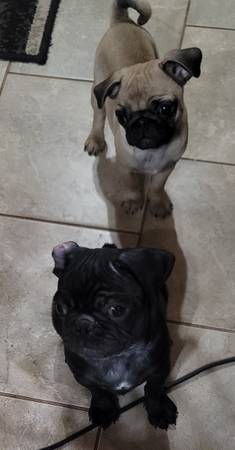 pug -male 4 months