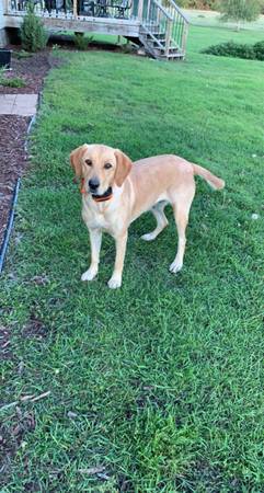 Lab/ Retriever Puppies