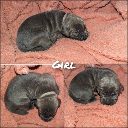 Cane Corso/Italian Mastiff Puppies