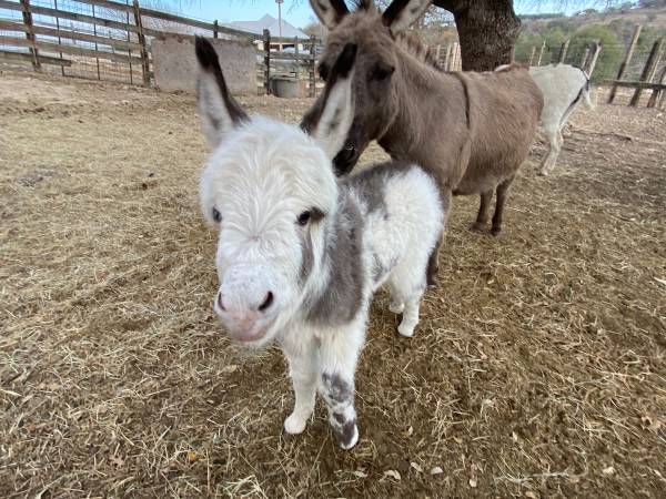 Baby Miniature Donkey Female