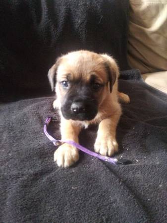 Bull mastiff puppies