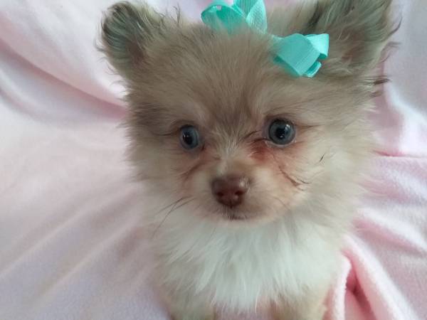 Pomeranian. Male puppy