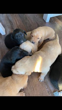 Lab/ Retriever Puppies