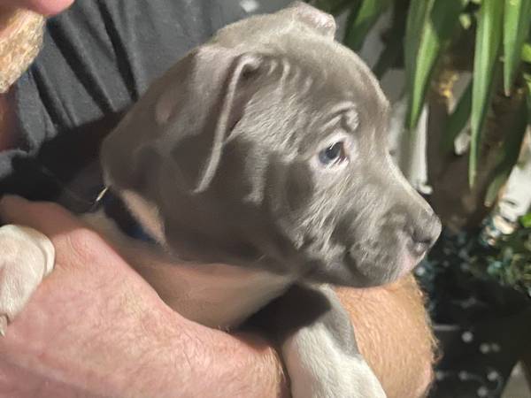 Grey Female Pitt (Tuxedo Fur Pattern)