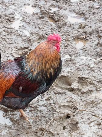 black copper maran rooster