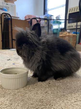 LIONS HEAD BUNNY RABBIT REHOME