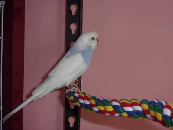 Parakeet (Male) – $15