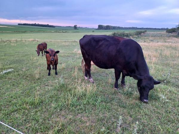 Hobby Farm/Beef/Nurse/Milk Cow